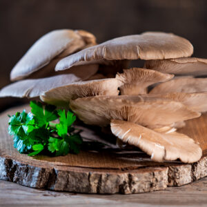 funghi pleurotus ostreatus