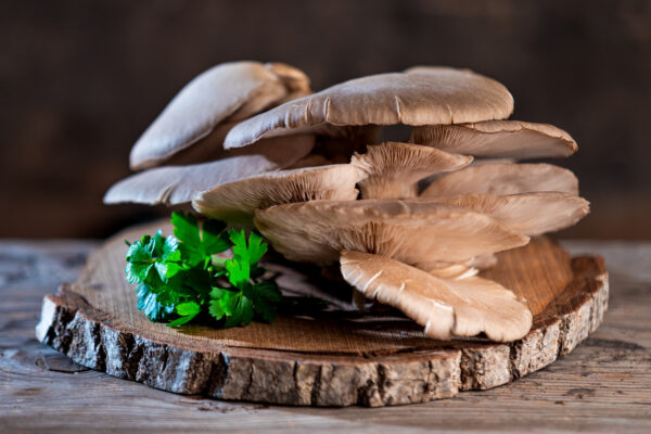 funghi pleurotus ostreatus