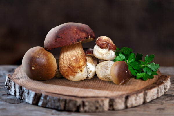 funghi porcini freschi